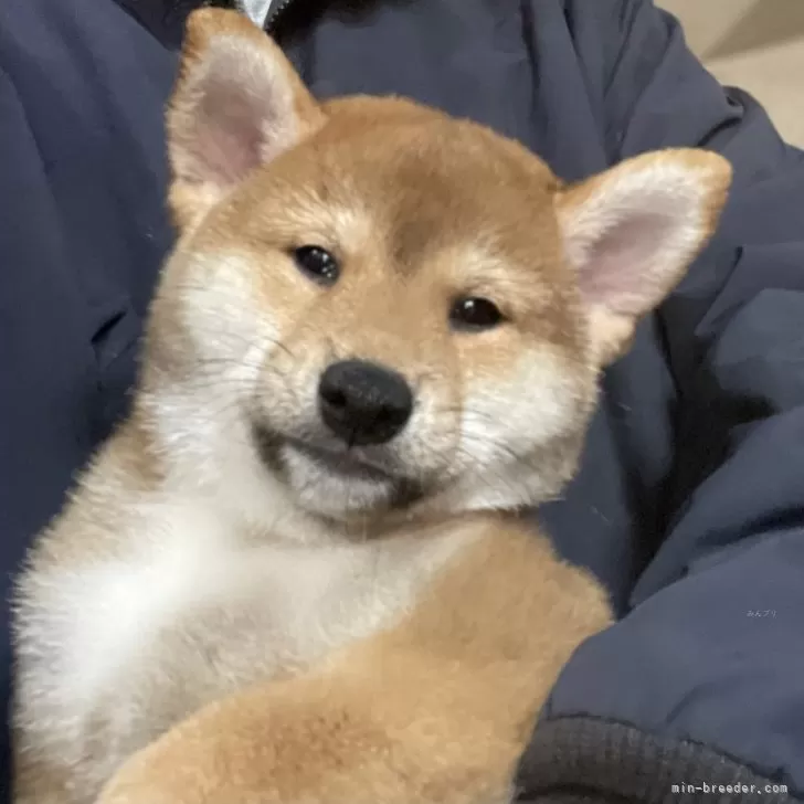 ID：2509-06326の子犬