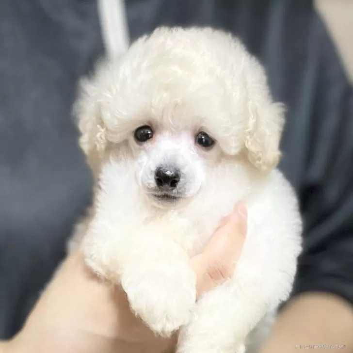 ID：2507-05665の子犬