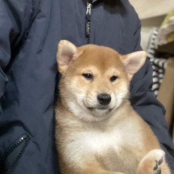 柴犬(標準サイズ)【埼玉県・男の子・2025年8月28日・赤】の写真「お父さんインターナショナルチャンピオン」