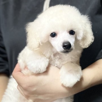 トイプードル(トイ)【埼玉県・男の子・2025年6月6日・ホワイト】の写真「お父さんJKCチャンピオン犬、両親遺伝子検査クリア」