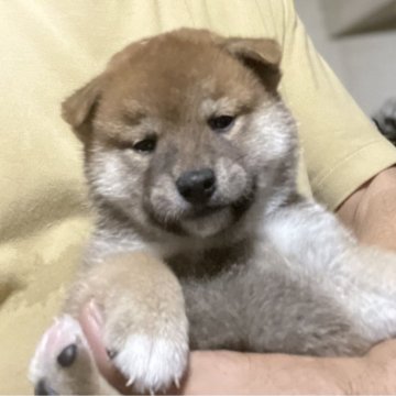 柴犬(標準サイズ)【埼玉県・男の子・2025年8月28日・赤】の写真「お父さんインターナショナルチャンピオン」