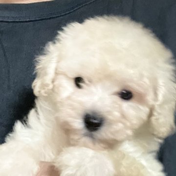 トイプードル(タイニー)【埼玉県・女の子・2025年4月21日・ホワイト】の写真「両親JKCチャンピオン犬、女の子は1頭のみです」