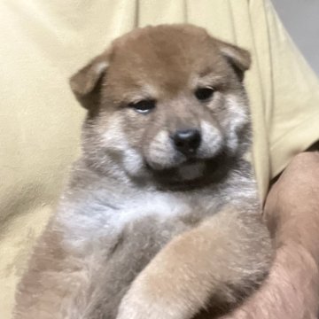 柴犬(標準サイズ)【埼玉県・男の子・2025年8月28日・赤】の写真「お父さんインターナショナルチャンピオン」
