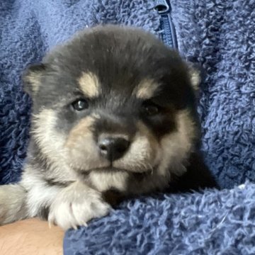 柴犬(豆柴)【埼玉県・女の子・2024年12月4日・黒】の写真「両親遺伝子検査クリア犬」