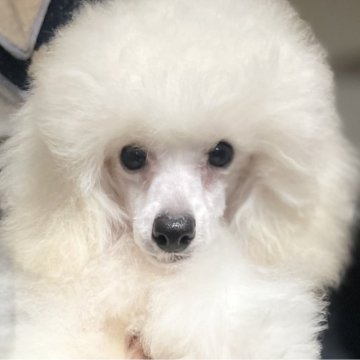 トイプードル(タイニー)【埼玉県・男の子・2025年4月21日・ホワイト】の写真「遺伝子検査問題なし、両親JKCチャンピオン」