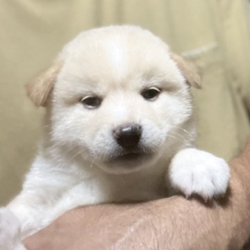 柴犬(標準サイズ)【埼玉県・男の子・2025年8月28日・白 (薄いベージュ)】の写真「お父さんインターナショナルチャンピオン犬」