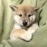 豆柴