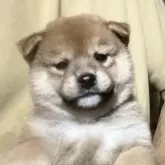 柴犬(標準サイズ)