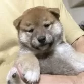 柴犬(標準サイズ)