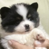 ポメラニアン