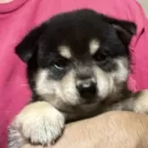 豆柴
