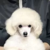 タイニープードル