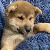 柴犬(標準サイズ)