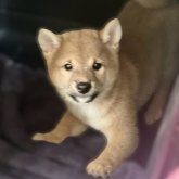 柴犬