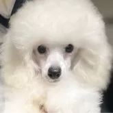 タイニープードル