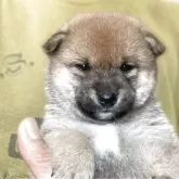 豆柴