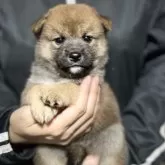 柴犬(標準サイズ)
