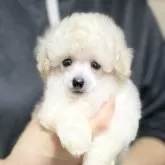 タイニープードル