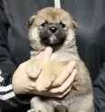 柴犬(標準サイズ)【埼玉県・女の子・2025年8月28日・赤】の写真2