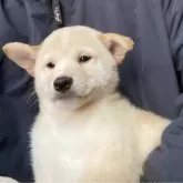 柴犬(標準サイズ)【埼玉県・男の子・2025年8月28日・白】の写真2