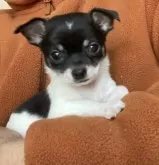 チワワ(スムース)【埼玉県・女の子・2024年12月18日・トライカラー】の写真2