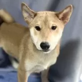 柴犬(標準サイズ)【埼玉県・男の子・2025年1月20日・赤】の写真3