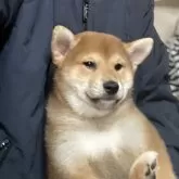 柴犬(標準サイズ)【埼玉県・男の子・2025年8月28日・赤】の写真3