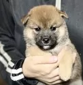 柴犬(標準サイズ)【埼玉県・女の子・2025年8月28日・赤】の写真3