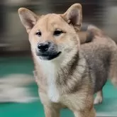 柴犬(標準サイズ)【埼玉県・男の子・2025年1月30日・赤】の写真3