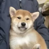 柴犬(標準サイズ)【埼玉県・男の子・2025年8月28日・赤】の写真5