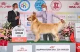 ゴールデンレトリバー【埼玉県・女の子・2025年7月2日・クリーム】の写真6「お父さんJKCチャンピオン犬」