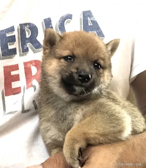 ID:2008-03172の子犬