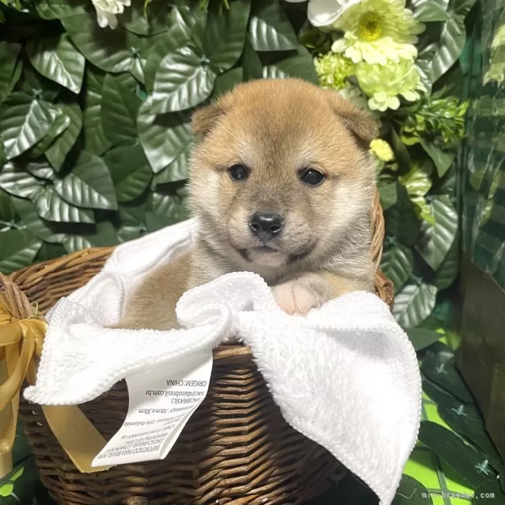 ID:2405-05591の子犬