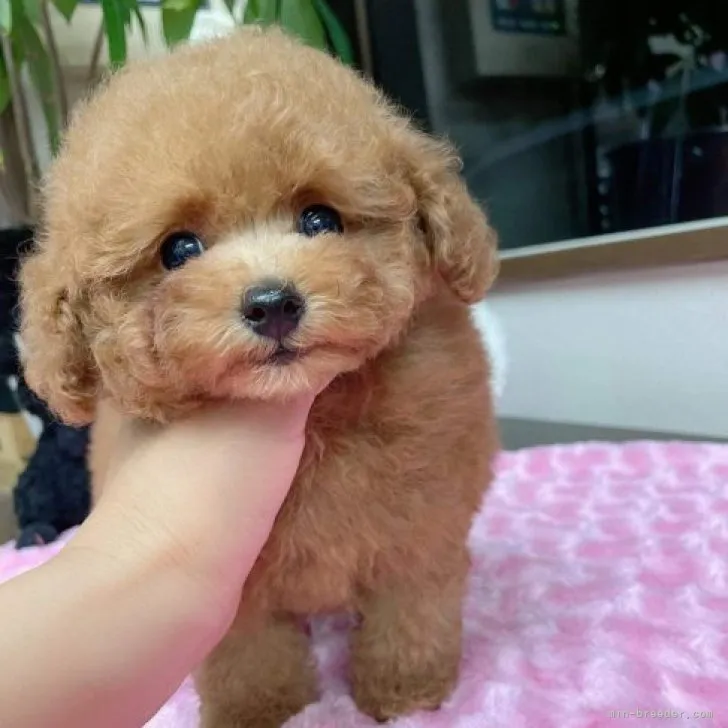 ID:2310-03156の子犬