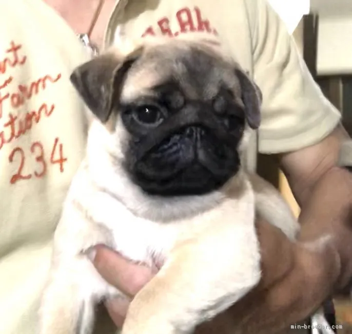 ID:2005-00984の子犬
