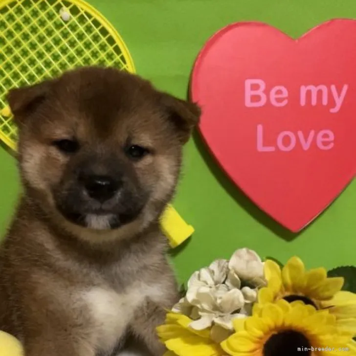 ID：2307-04617の子犬