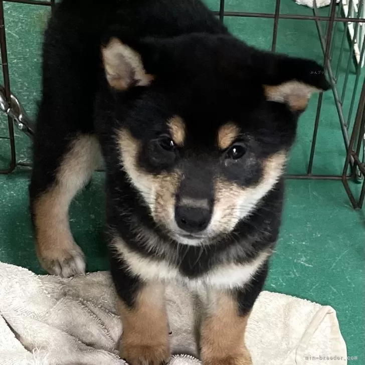 ID:2408-07260の子犬