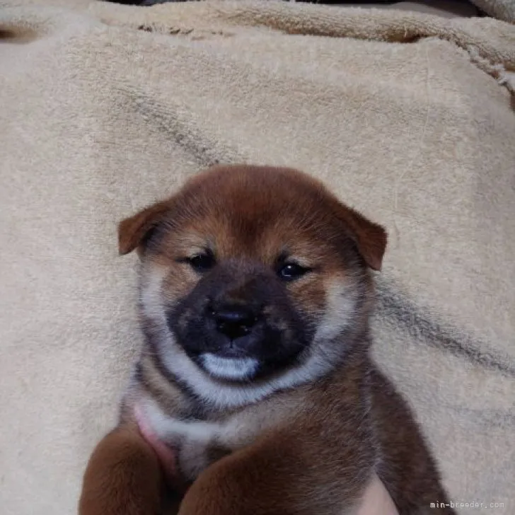 ID:2311-04113の子犬