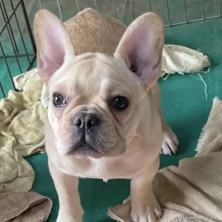 ID：2210-01367の子犬
