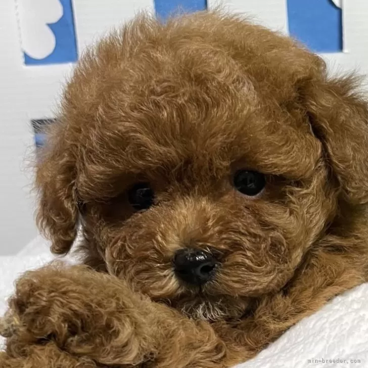 ID:2407-00555の子犬