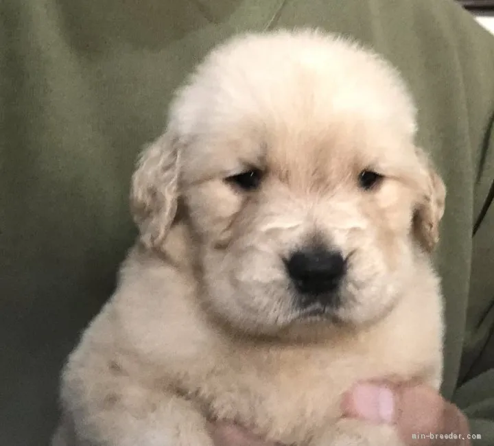 ID:2102-00699の子犬
