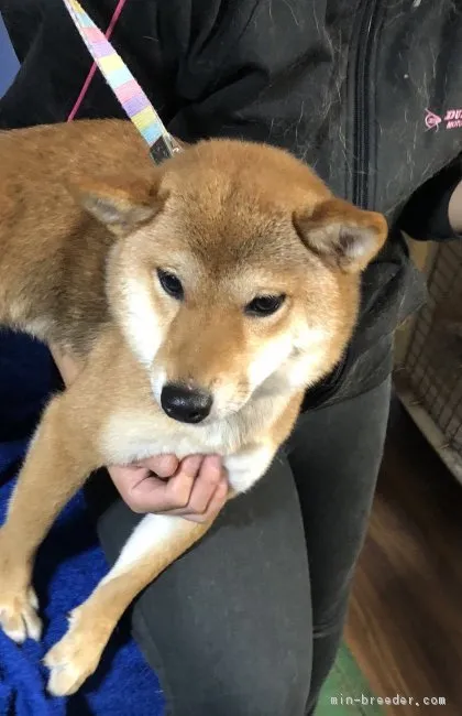 ID：1812-02503の子犬