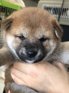 柴犬(標準サイズ)【埼玉県・男の子・2019年7月18日・赤】の写真「お父さん  JKC チャンピオン」