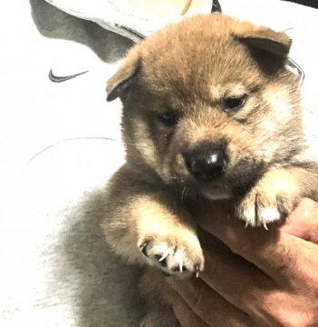柴犬(標準サイズ)【埼玉県・男の子・2020年9月12日・赤】の写真「両親　遺伝子検査クリア犬。」