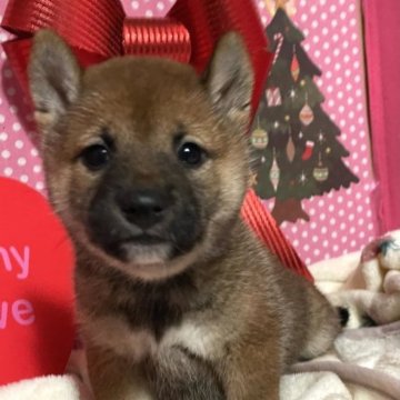 柴犬(標準サイズ)【埼玉県・女の子・2023年10月28日・赤】の写真「両親遺伝子検査クリア、お父さんJKCチャンピオン犬」