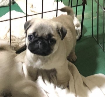 パグ【埼玉県・女の子・2020年3月12日・フォーン】の写真「両親外産、名血統、父遺伝子病検査クリア」