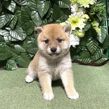 柴犬(豆柴)【埼玉県・女の子・2024年4月23日・赤】の写真「両親三代豆柴協会認定犬、両親遺伝子検査クリア犬」