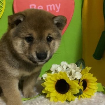 柴犬(豆柴)【埼玉県・男の子・2023年6月7日・赤】の写真「両親三代豆柴協会認定犬、両親遺伝子検査クリア犬。」