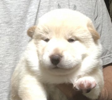 柴犬(標準サイズ)【埼玉県・女の子・2021年5月16日・白】の写真「両親遺伝子検査クリア犬。穏やかな両親の子供です。」