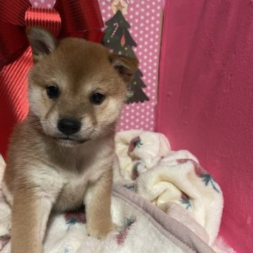 柴犬(標準サイズ)【埼玉県・女の子・2023年10月28日・赤】の写真「両親遺伝子検査クリア、お父さんJKCチャンピオン犬」